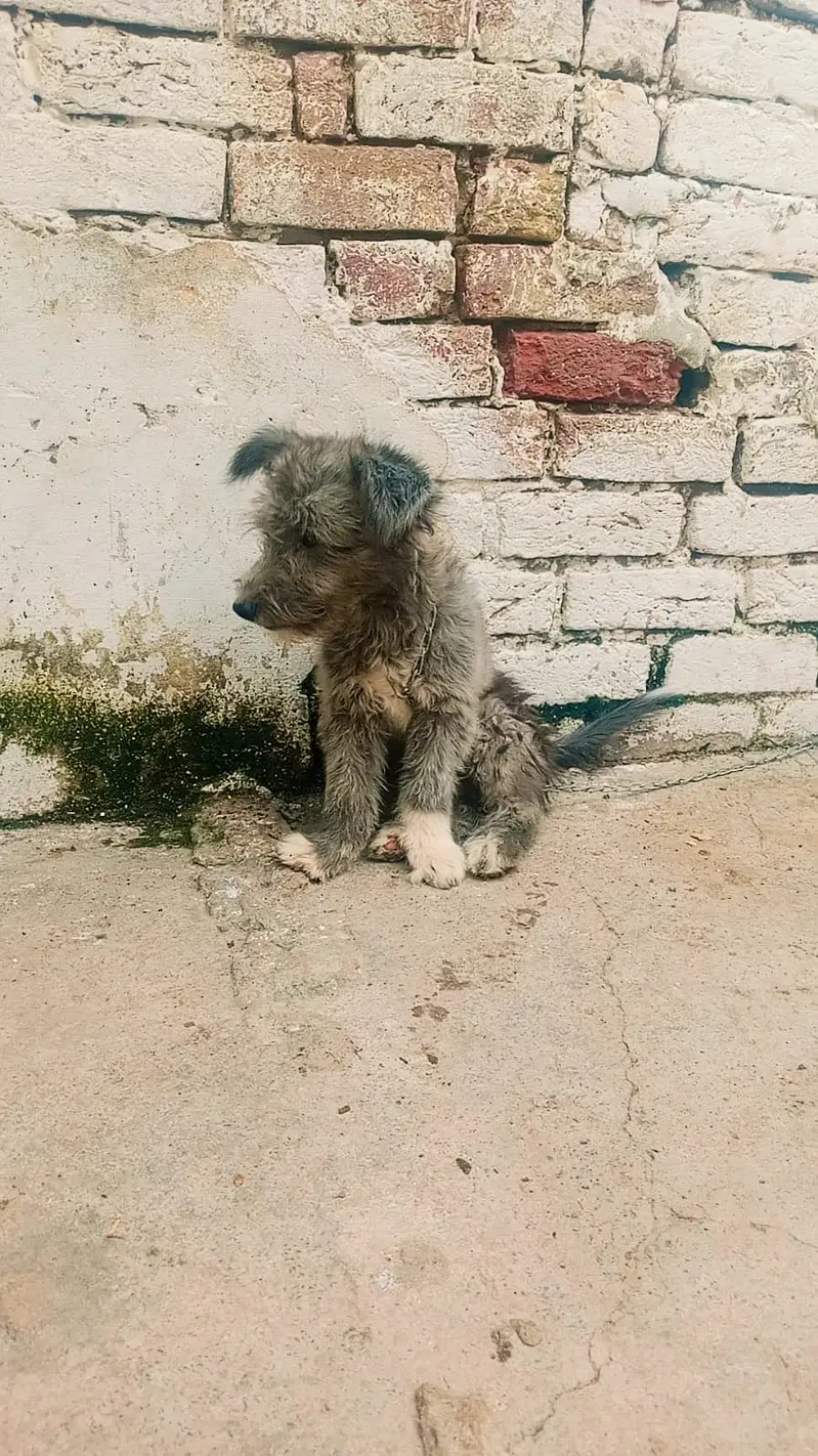 American poodle — photo 3
