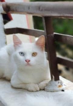 Persian cat male