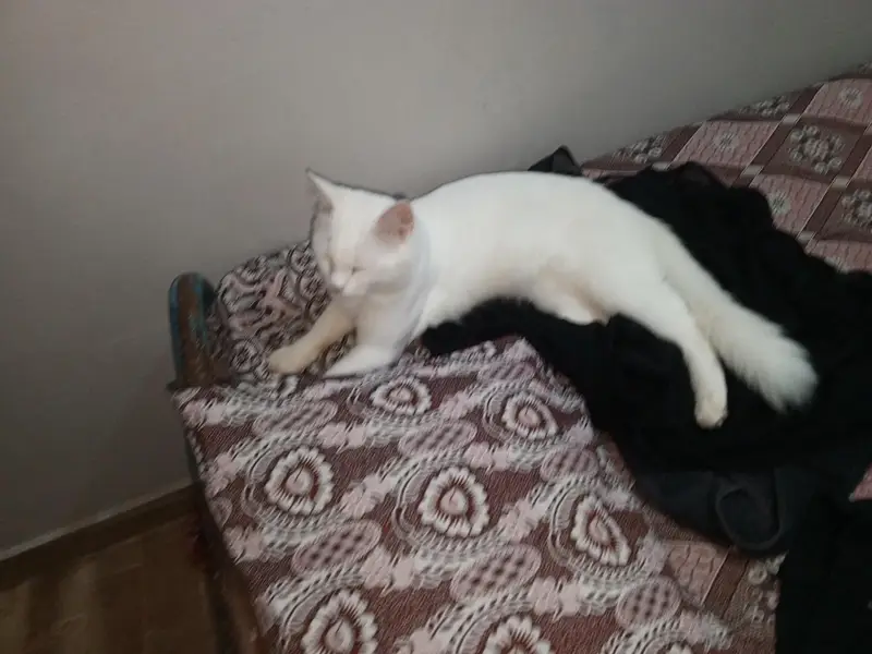 Persian cat male — photo 4