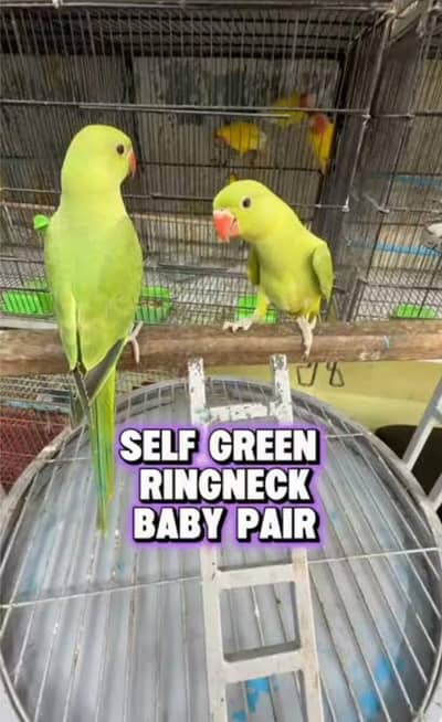 Ringneck baby self pair