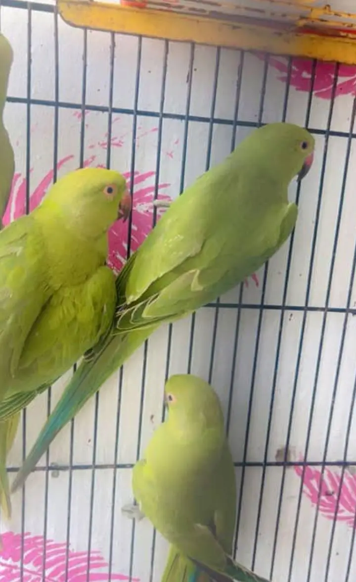 Ringneck baby self pair — photo 2