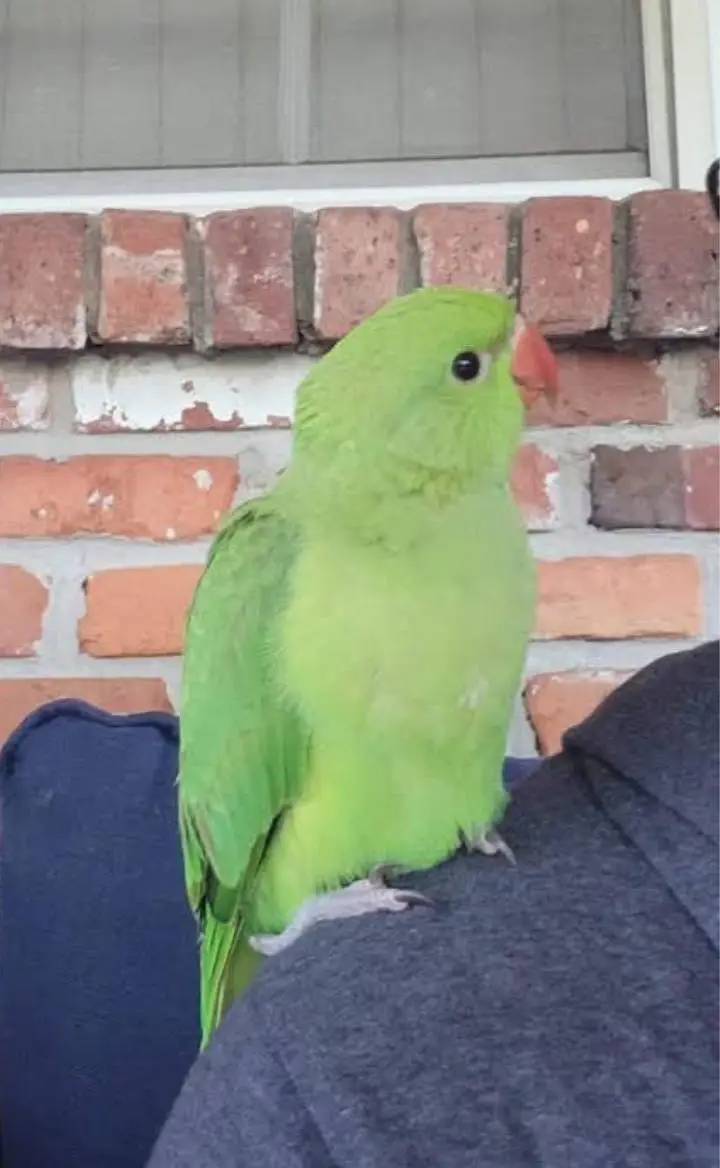 Ringneck baby self pair — photo 3