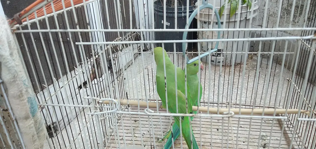 Ringneck baby self pair — photo 4