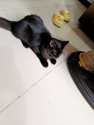 Persian kitten 7 month old. . . what's up 03312356661