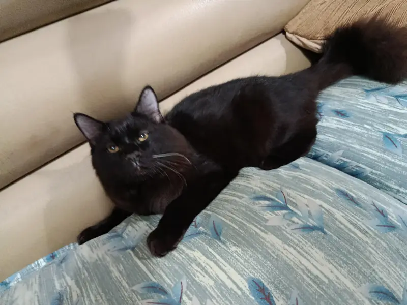 Persian kitten 7 month old. . . what's up 03312356661 — photo 2