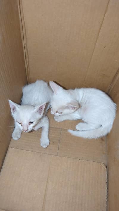 pair of 2 kittens
