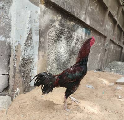 lakha aseel