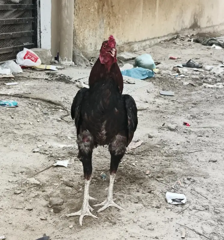 lakha aseel — photo 2