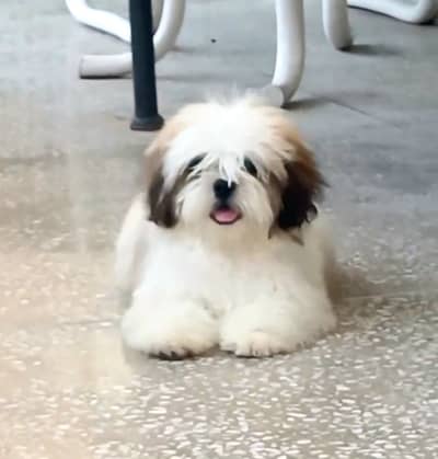 Beautiful Shihtzu female pup