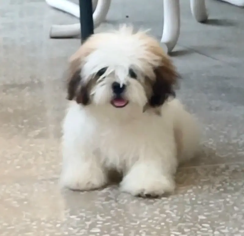 Beautiful Shihtzu female pup — photo 2