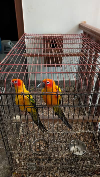 Sunconure pair with cage