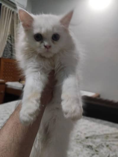 persian double coated hair