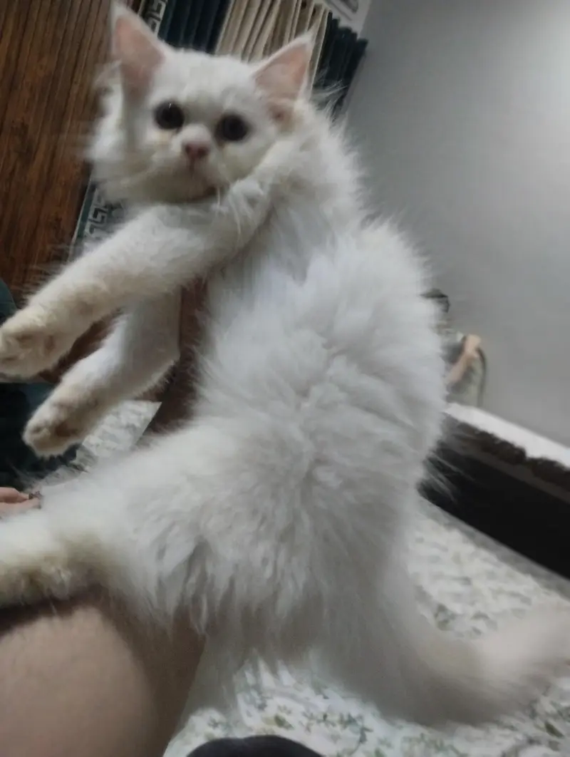 persian double coated hair — photo 2