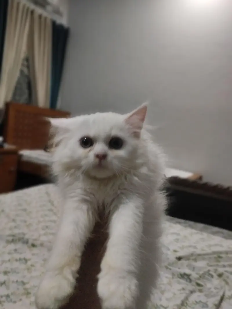 persian double coated hair — photo 3