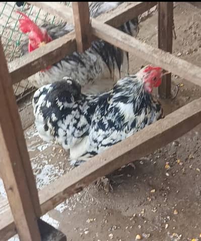 full pair eggs also available full pair for sale ha