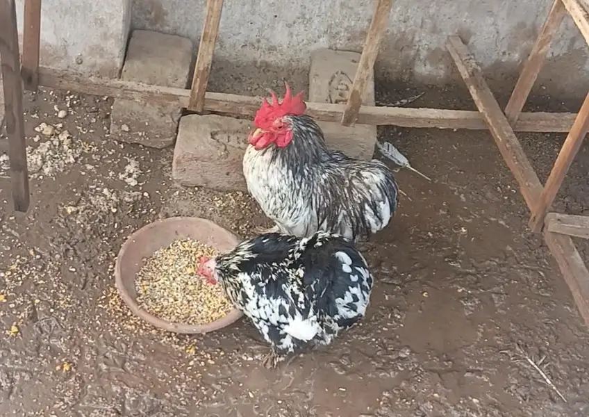 full pair eggs also available full pair for sale ha — photo 2