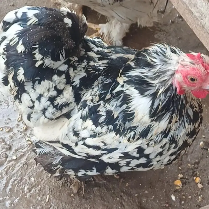 full pair eggs also available full pair for sale ha — photo 5