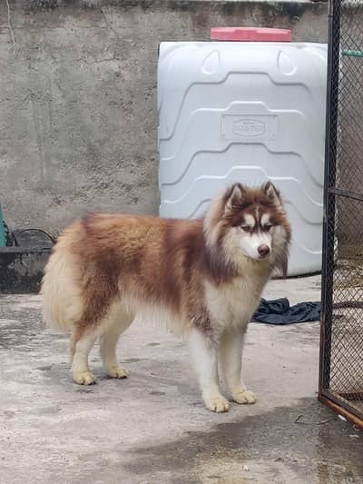 pedigree stud husky super wooly coat