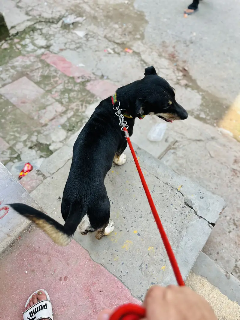 Very Friendly Dog cross But Hvy chez ha — photo 5