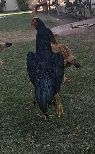 Shamoo Breeder Set available for sale