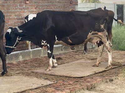 4 cow for sale