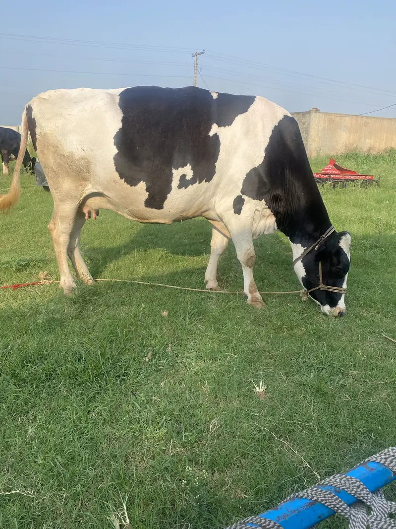 4 cow for sale 03318128690 — photo 2