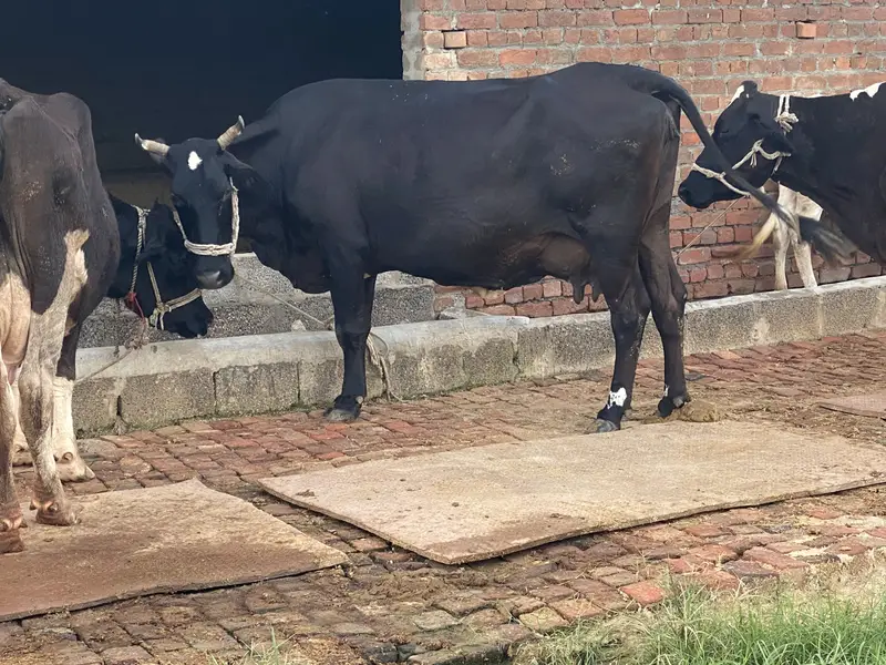4 cow for sale 03318128690 — photo 3