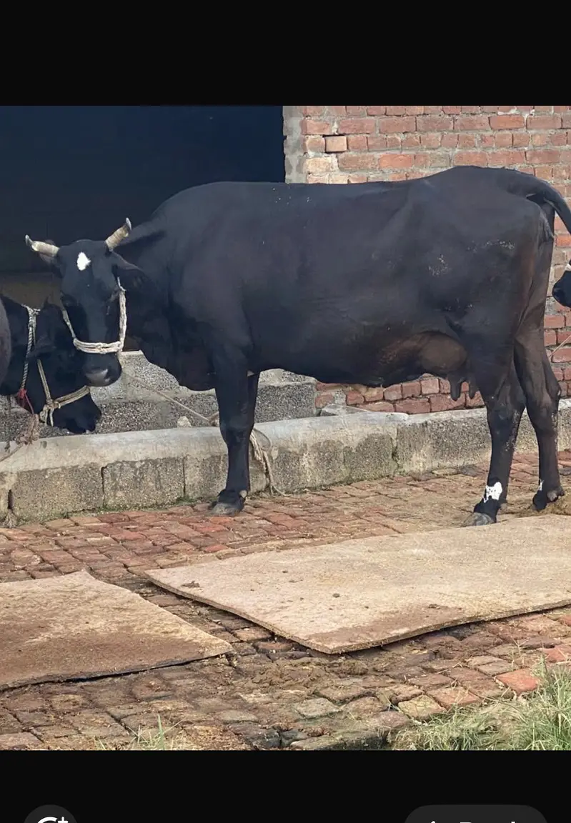4 cow for sale 03318128690 — photo 4