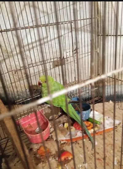 Green parrot