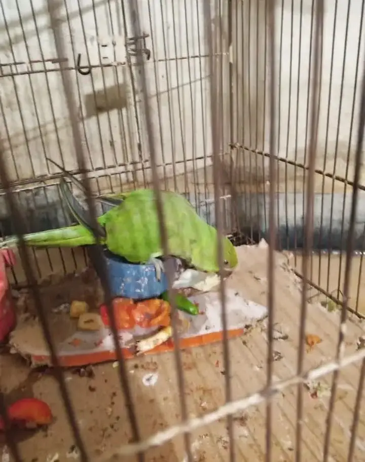 Green parrot — photo 2
