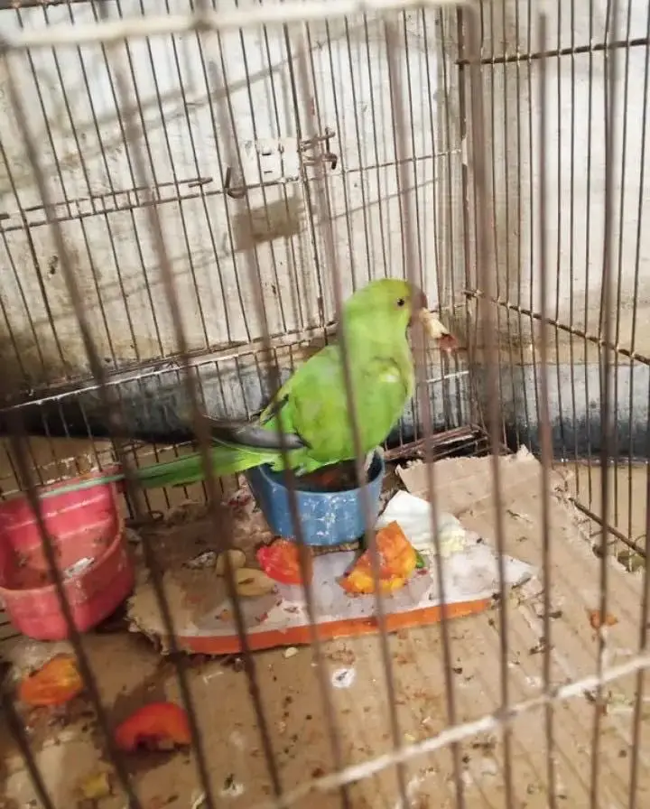 Green parrot — photo 3