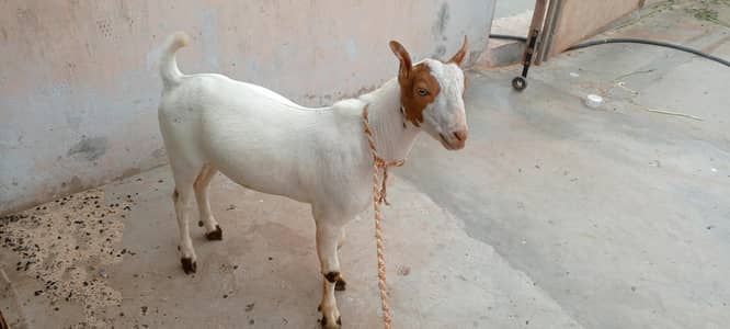 Teddy Bakra vip cheez