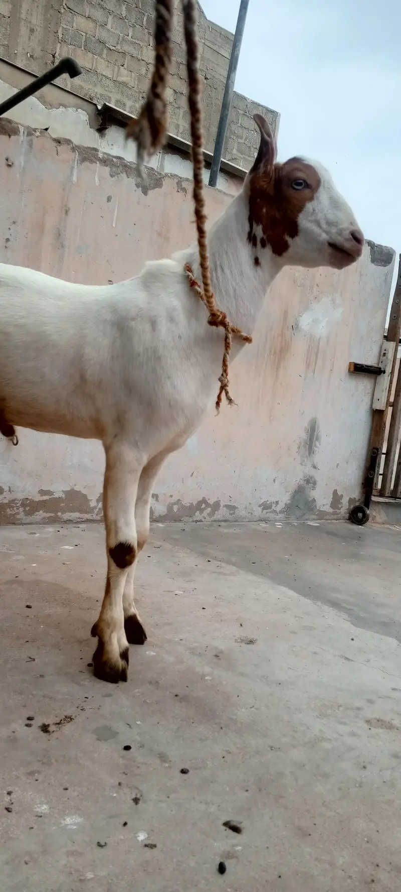 Teddy Bakra vip cheez — photo 2