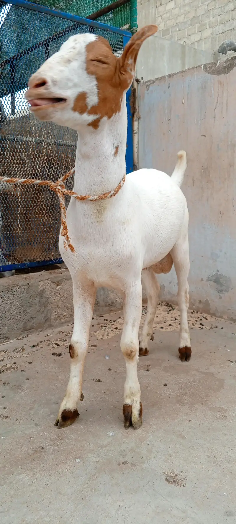 Teddy Bakra vip cheez — photo 3