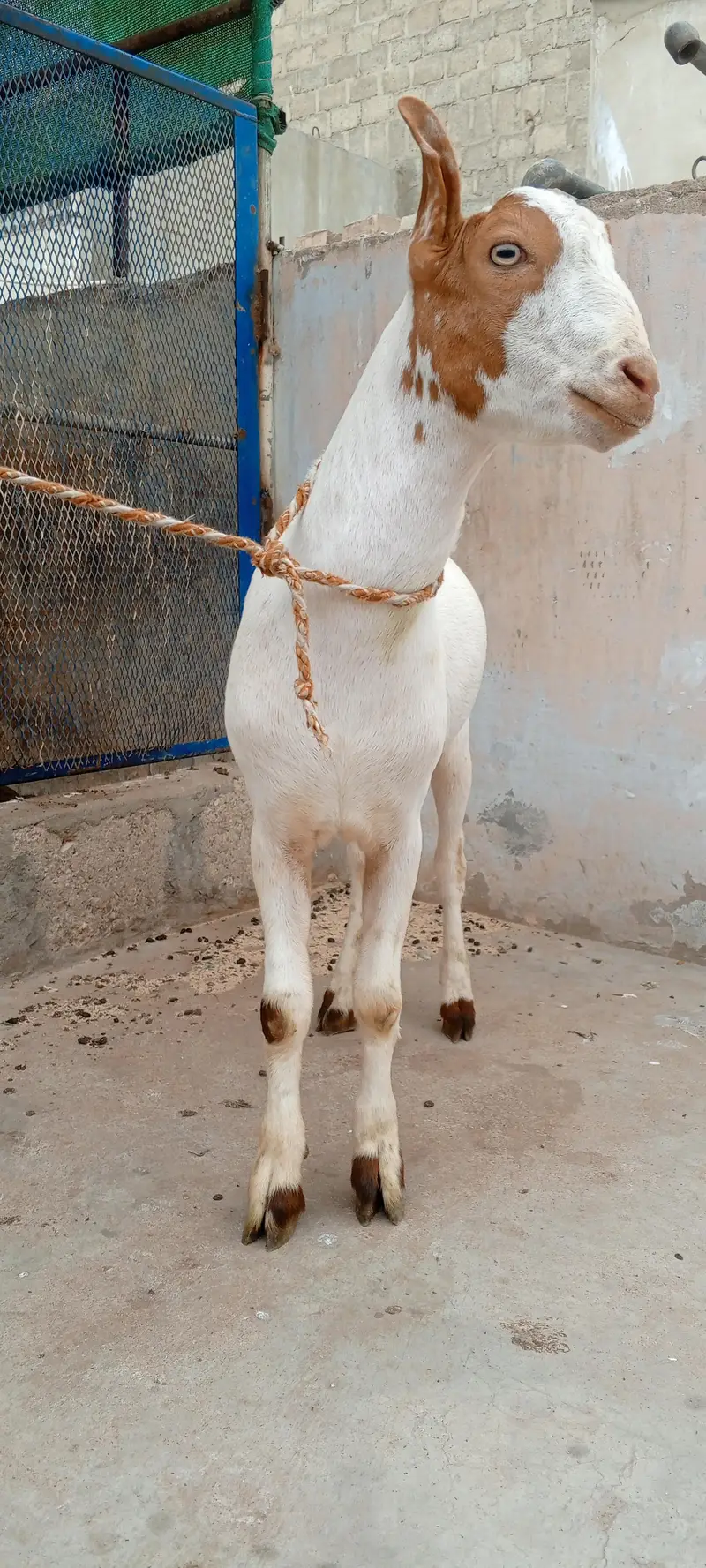 Teddy Bakra vip cheez — photo 4