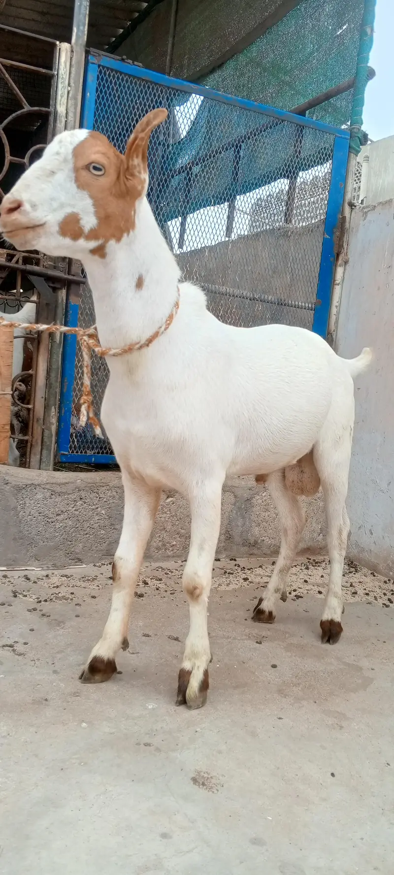 Teddy Bakra vip cheez — photo 5