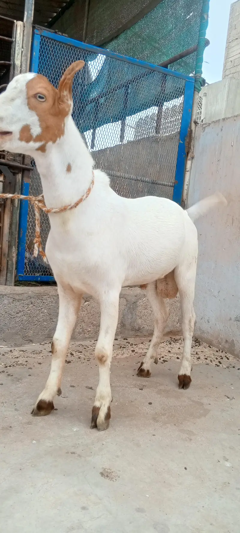 Teddy Bakra vip cheez — photo 6