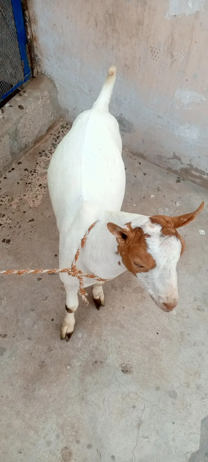 Teddy Bakra vip cheez — photo 7