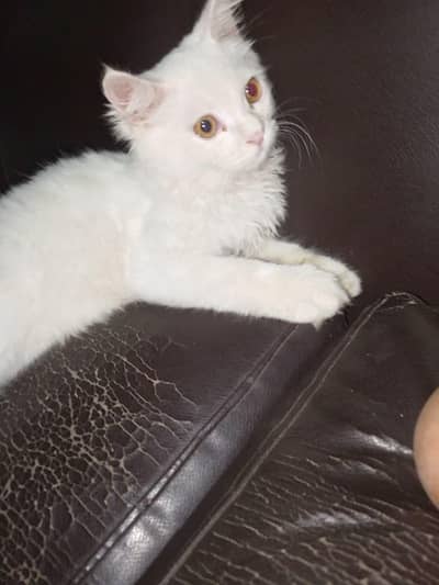 Persian Cat Female