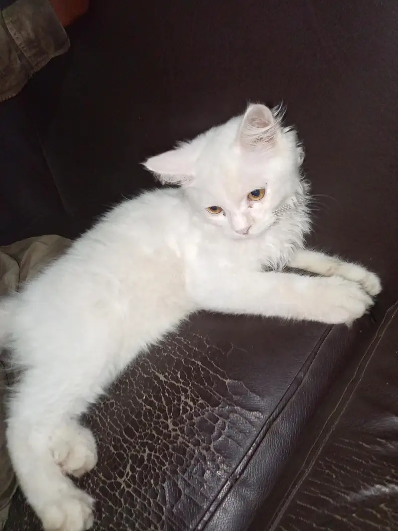 Persian Cat Female — photo 2