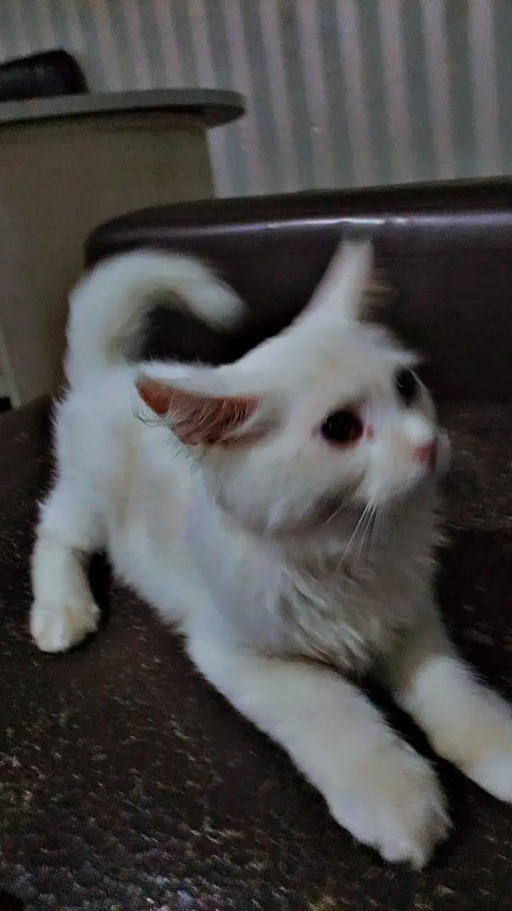 Persian Cat Female — photo 3