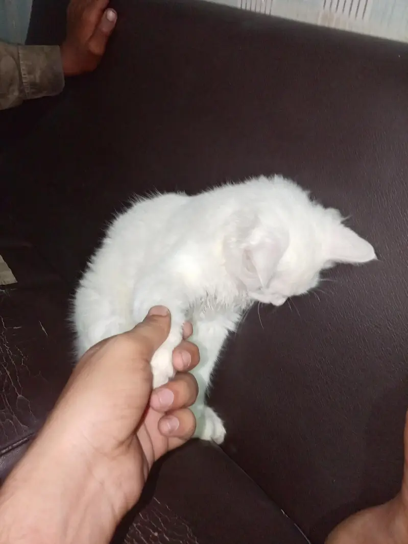 Persian Cat Female — photo 4