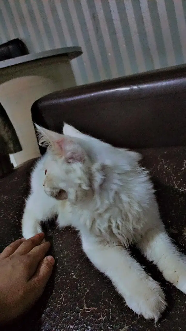 Persian Cat Female — photo 5