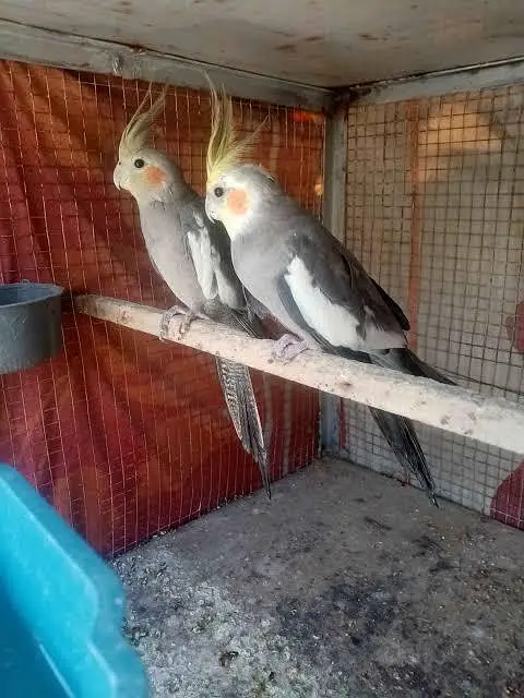 2 pair available hai each pair for 7000 , 14000 for two pair — photo 2