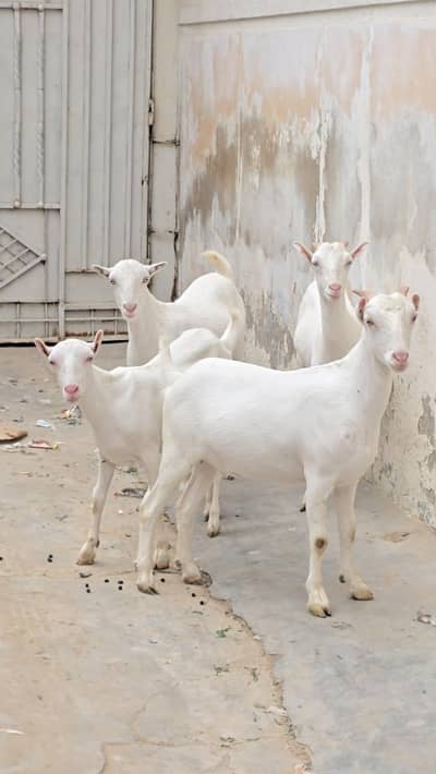top quality teddi and omani salalah and sanon