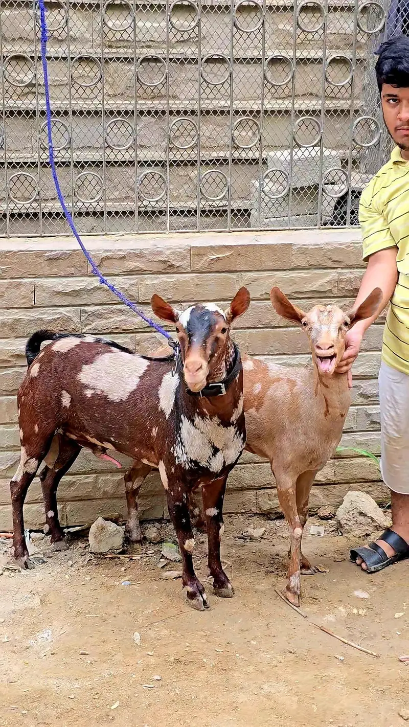 top quality teddi and omani salalah and sanon — photo 2