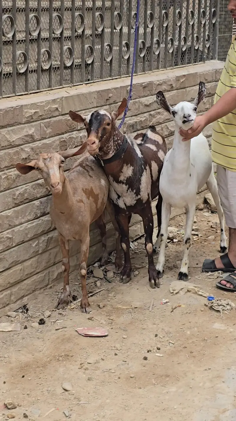 top quality teddi and omani salalah and sanon — photo 5