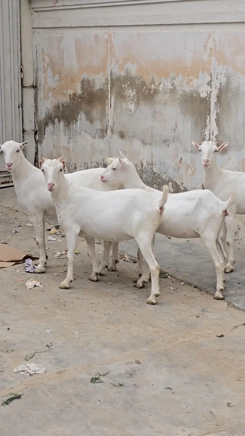 top quality teddi and omani salalah and sanon — photo 6