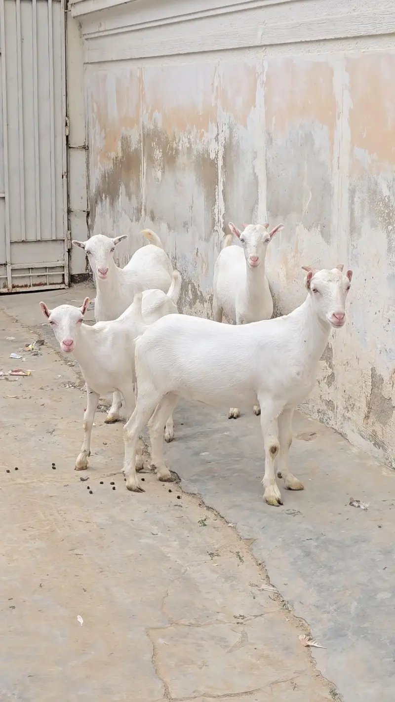 top quality teddi and omani salalah and sanon — photo 7