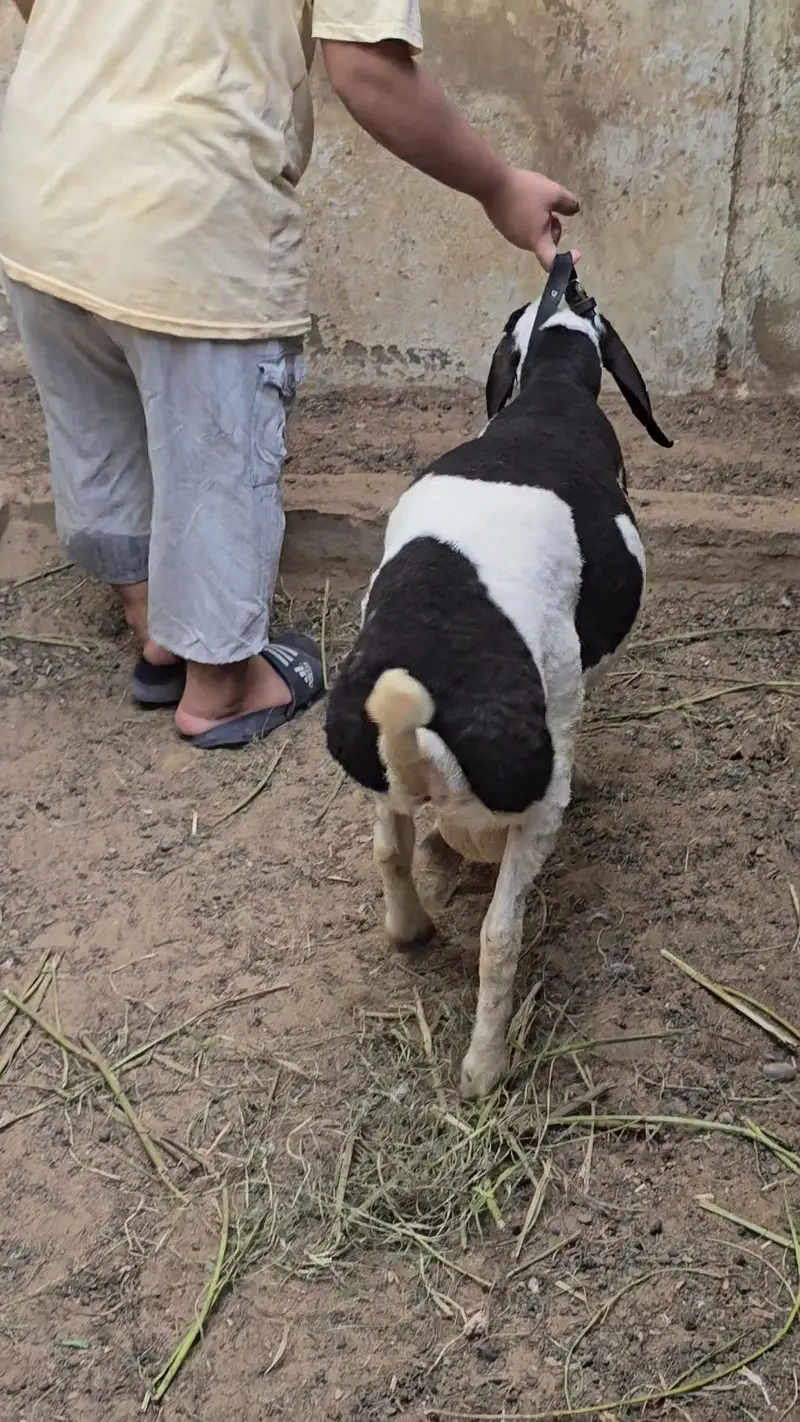 top quality teddi and omani salalah and sanon — photo 9